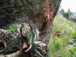 Aloe suprafoliata taking it lying down